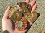Polished Callipyloceras Ammonite Fossil Pairs x 12 From Tulear, Madagascar - Toprock Gemstones and Minerals 