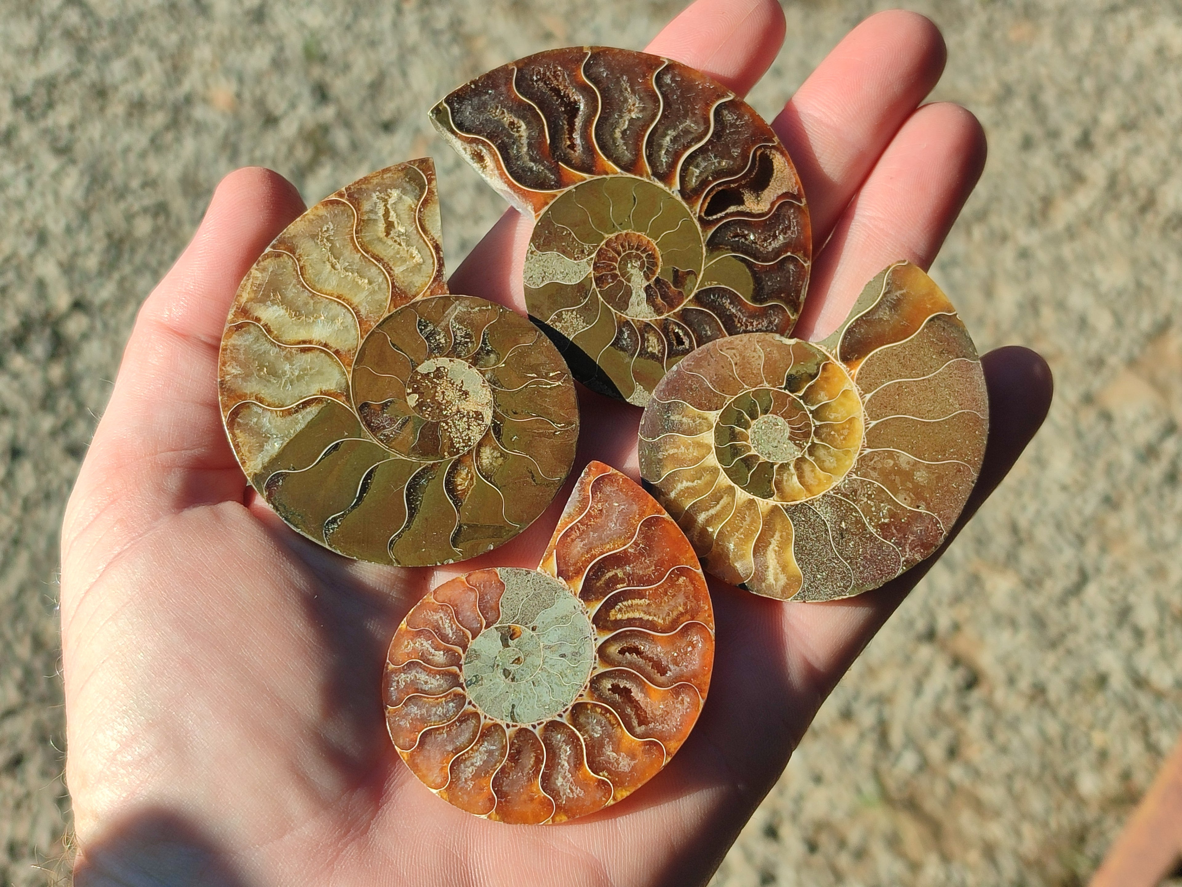 Polished Callipyloceras Ammonite Fossil Pairs x 12 From Tulear, Madagascar - Toprock Gemstones and Minerals 