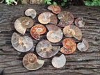Polished Callipyloceras Ammonite Fossil Pairs x 12 From Tulear, Madagascar - Toprock Gemstones and Minerals 