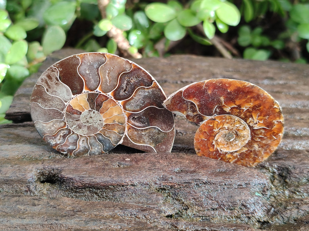 Polished Callipyloceras Ammonite Fossil Pairs x 12 From Tulear, Madagascar - Toprock Gemstones and Minerals 