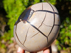 Polished Septerye Sauvage "Dragons Egg" Geodes x 2 From Mahajanga, Madagascar - Toprock Gemstones and Minerals 
