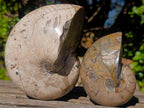 Polished Cymatoceras Nautilus Ammonite Fossils x 2 From Maintirano, Madagascar - Toprock Gemstones and Minerals 