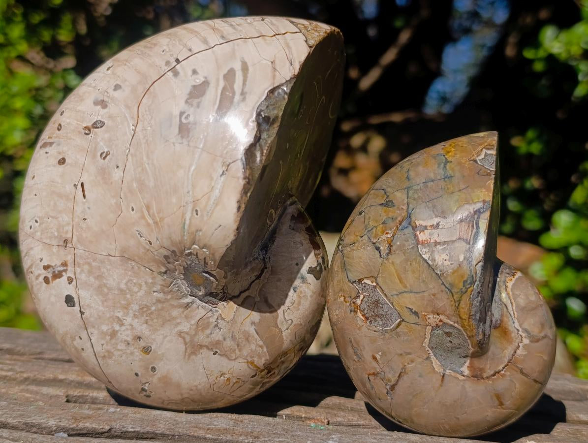 Polished Cymatoceras Nautilus Ammonite Fossils x 2 From Maintirano, Madagascar - Toprock Gemstones and Minerals 