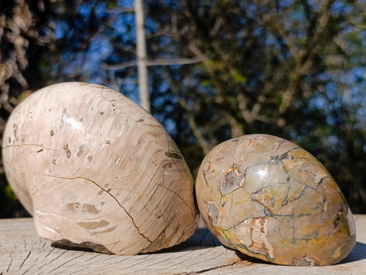Polished Cymatoceras Nautilus Ammonite Fossils x 2 From Maintirano, Madagascar - Toprock Gemstones and Minerals 