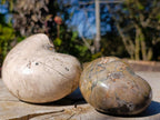 Polished Cymatoceras Nautilus Ammonite Fossils x 2 From Maintirano, Madagascar - Toprock Gemstones and Minerals 