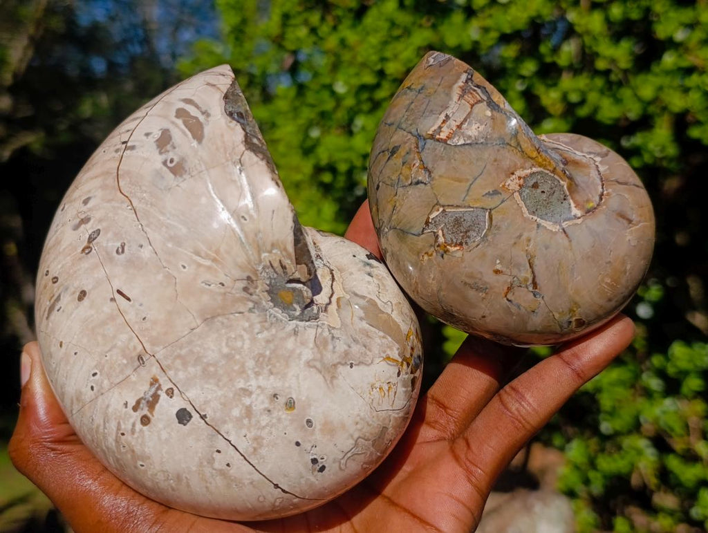 Polished Cymatoceras Nautilus Ammonite Fossils x 2 From Maintirano, Madagascar - Toprock Gemstones and Minerals 