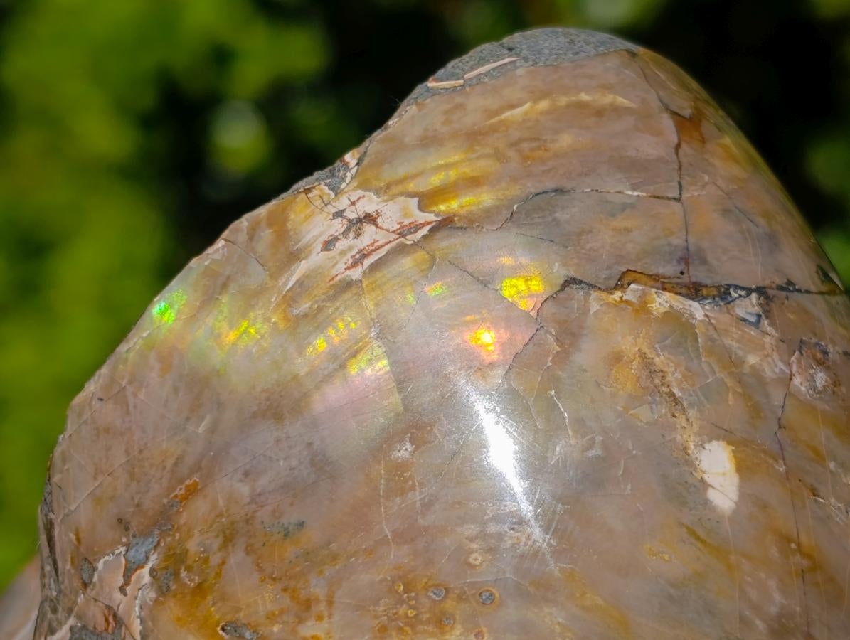 Polished Cymatoceras Nautilus Ammonite Fossils x 2 From Maintirano, Madagascar - Toprock Gemstones and Minerals 