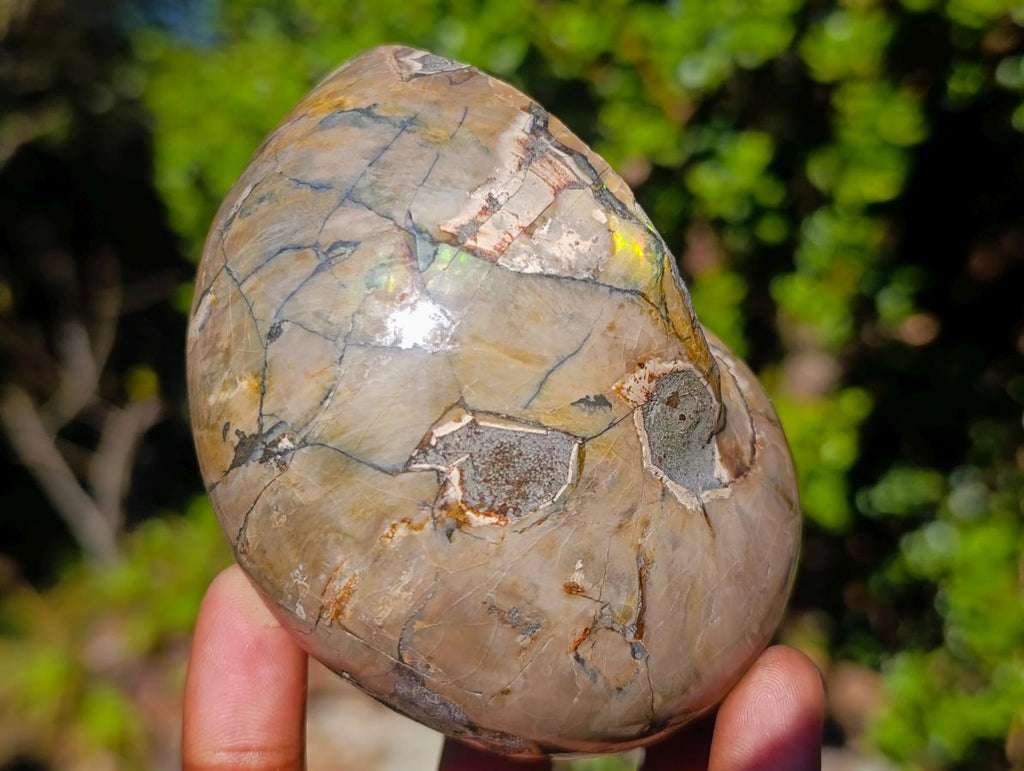 Polished Cymatoceras Nautilus Ammonite Fossils x 2 From Maintirano, Madagascar - Toprock Gemstones and Minerals 