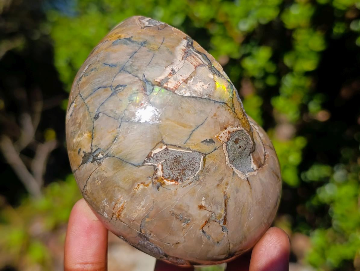 Polished Cymatoceras Nautilus Ammonite Fossils x 2 From Maintirano, Madagascar - Toprock Gemstones and Minerals 