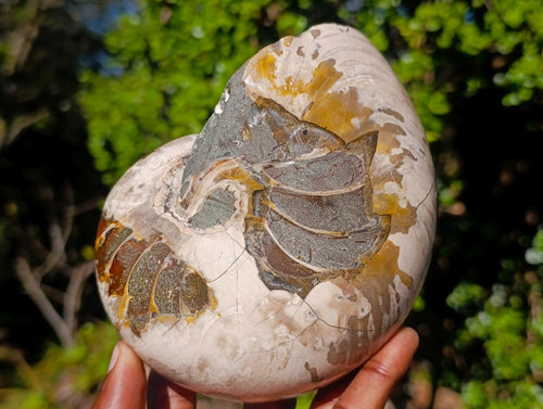 Polished Cymatoceras Nautilus Ammonite Fossils x 2 From Maintirano, Madagascar - Toprock Gemstones and Minerals 
