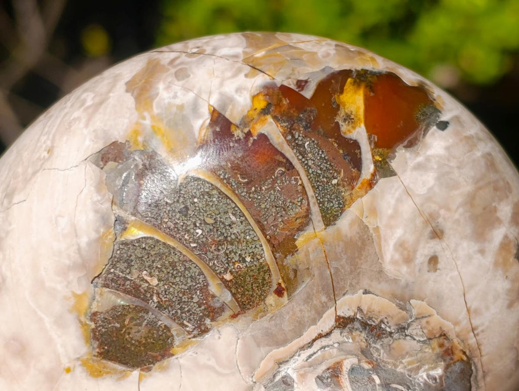 Polished Cymatoceras Nautilus Ammonite Fossils x 2 From Maintirano, Madagascar - Toprock Gemstones and Minerals 