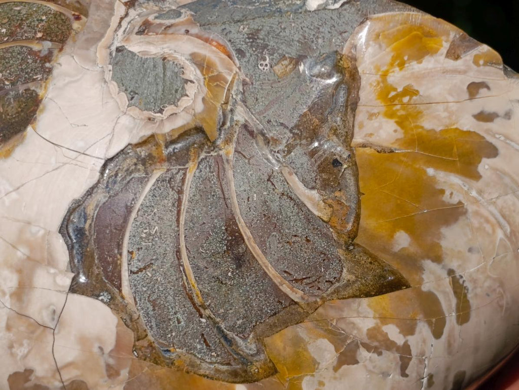 Polished Cymatoceras Nautilus Ammonite Fossils x 2 From Maintirano, Madagascar - Toprock Gemstones and Minerals 