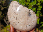 Polished Cymatoceras Nautilus Ammonite Fossils x 2 From Maintirano, Madagascar - Toprock Gemstones and Minerals 