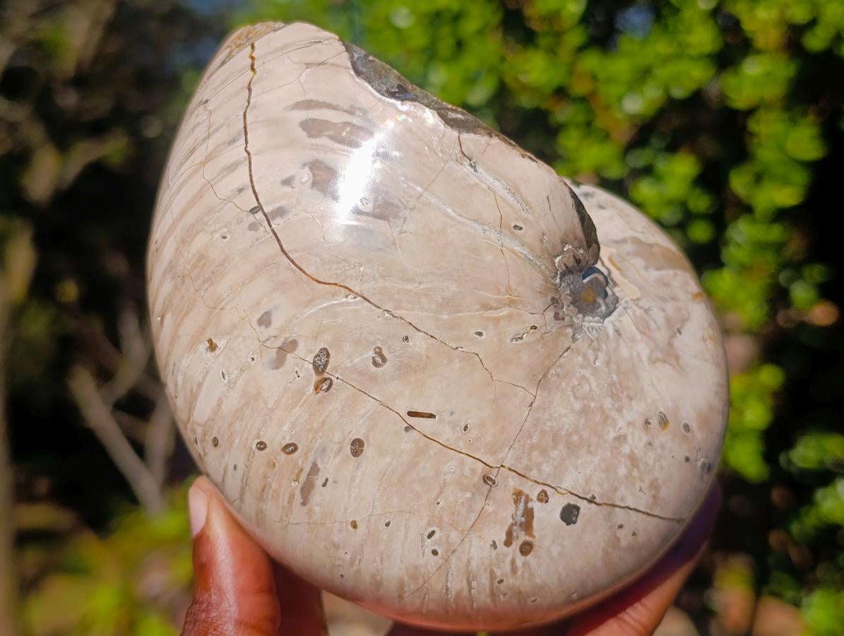 Polished Cymatoceras Nautilus Ammonite Fossils x 2 From Maintirano, Madagascar - Toprock Gemstones and Minerals 