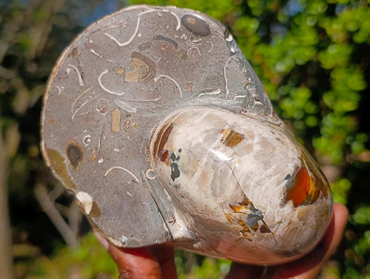 Polished Cymatoceras Nautilus Ammonite Fossils x 2 From Maintirano, Madagascar - Toprock Gemstones and Minerals 