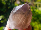 Natural Smokey Quartz Crystals x 13 From Mulanje, Malawi - Toprock Gemstones and Minerals 