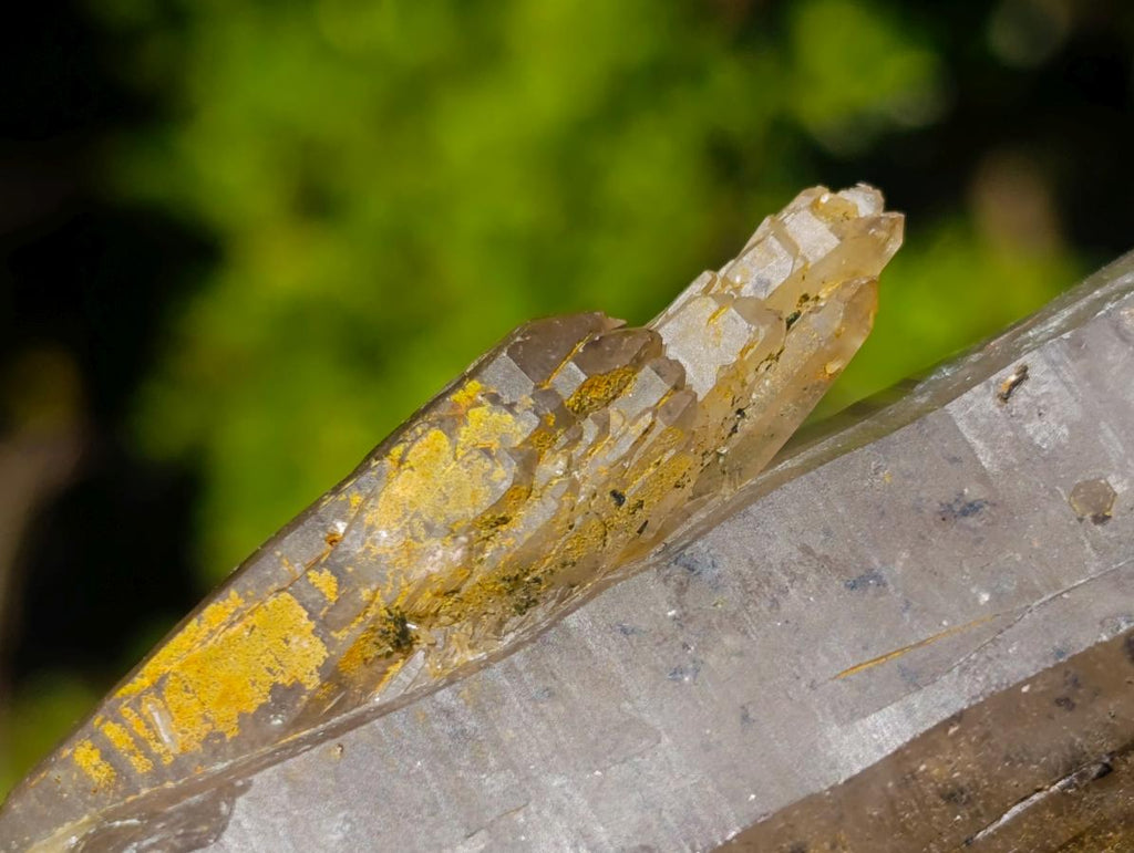 Natural Smokey Quartz Crystals x 13 From Mulanje, Malawi - Toprock Gemstones and Minerals 