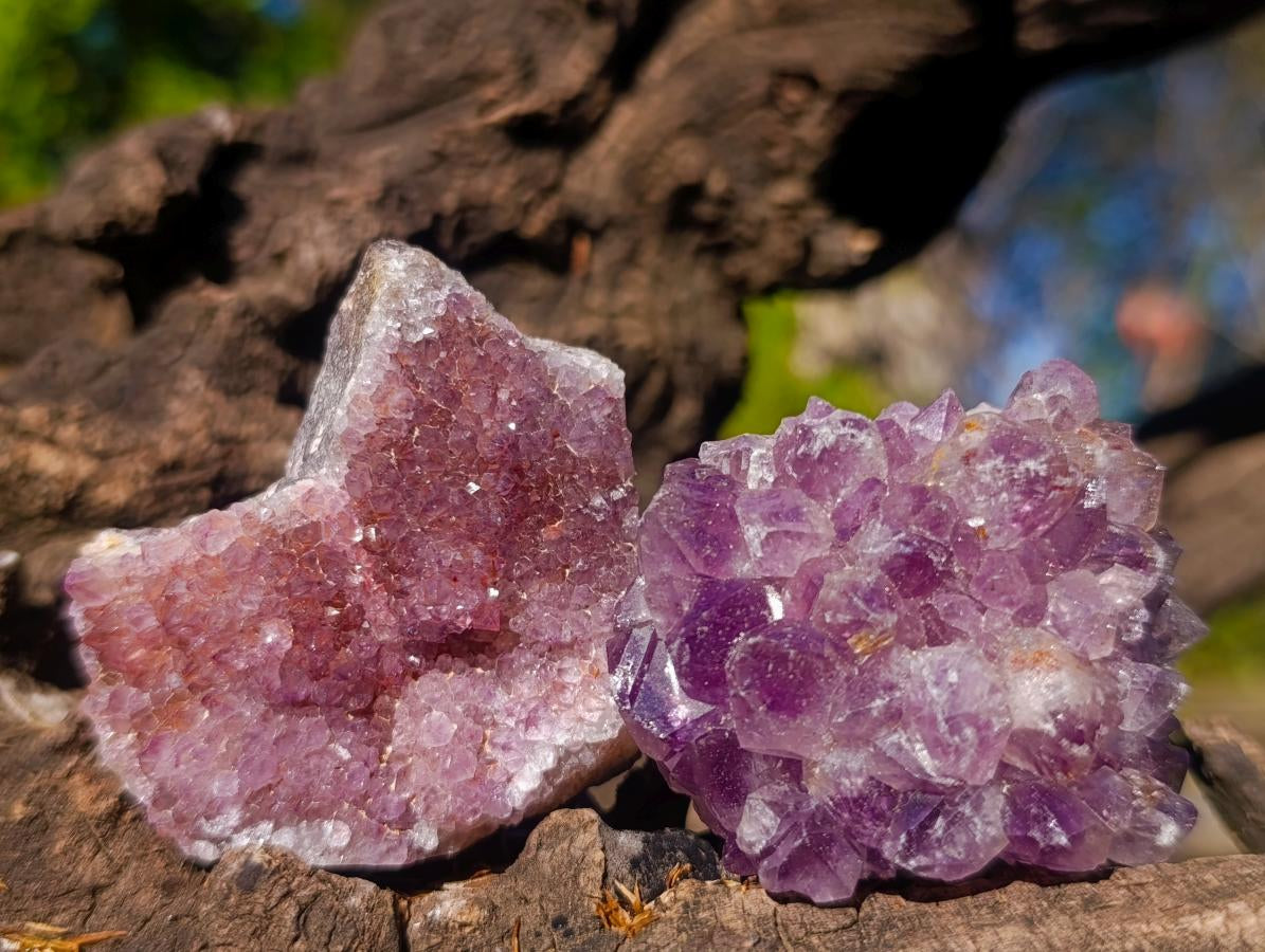 Natural Mini Lilac Amethyst Clusters x 35 From Madagascar - Toprock Gemstones and Minerals 