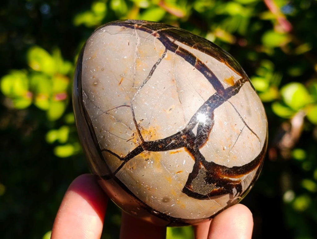 Polished Septerye Sauvage "Dragons Eggs" x 5 From Mahajanga, Madagascar - Toprock Gemstones and Minerals 