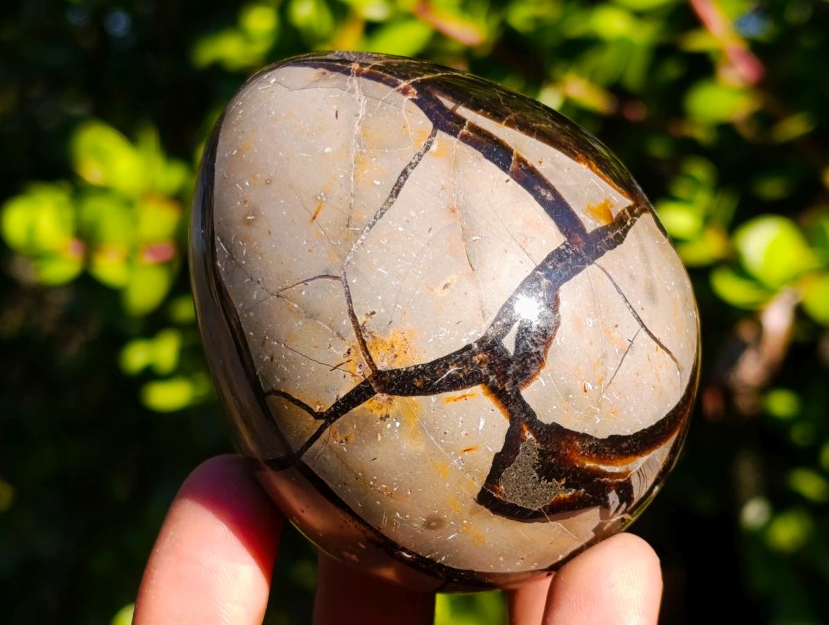 Polished Septerye Sauvage "Dragons Eggs" x 5 From Mahajanga, Madagascar - Toprock Gemstones and Minerals 