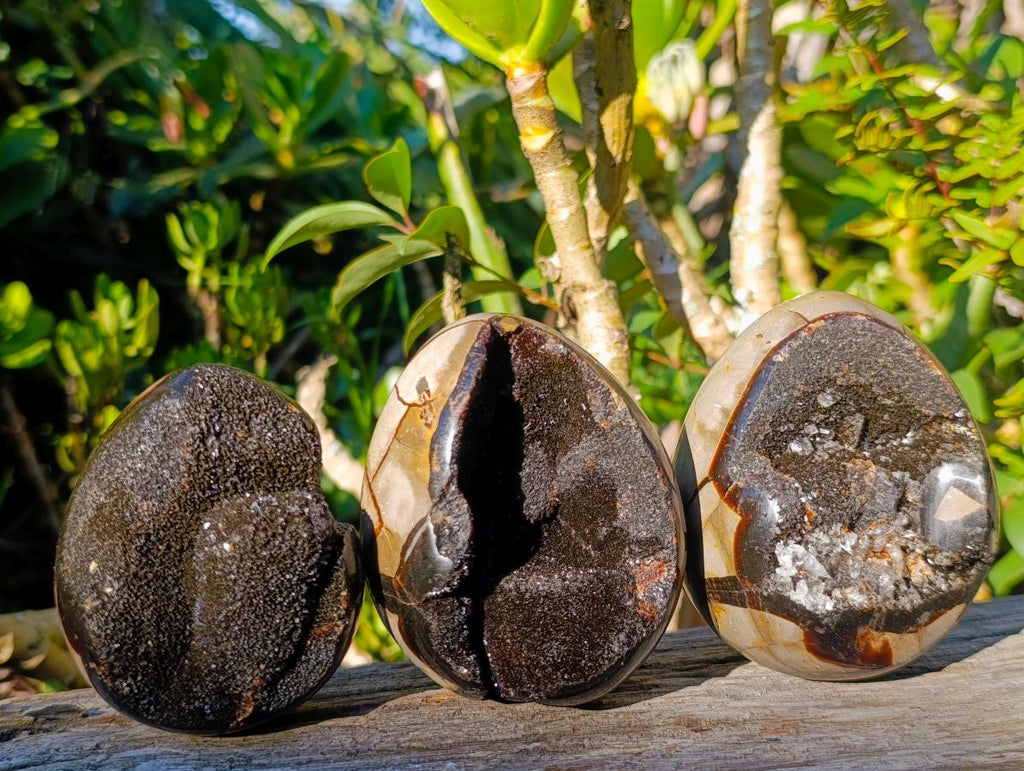 Polished Septerye Sauvage "Dragons Eggs" x 5 From Mahajanga, Madagascar - Toprock Gemstones and Minerals 
