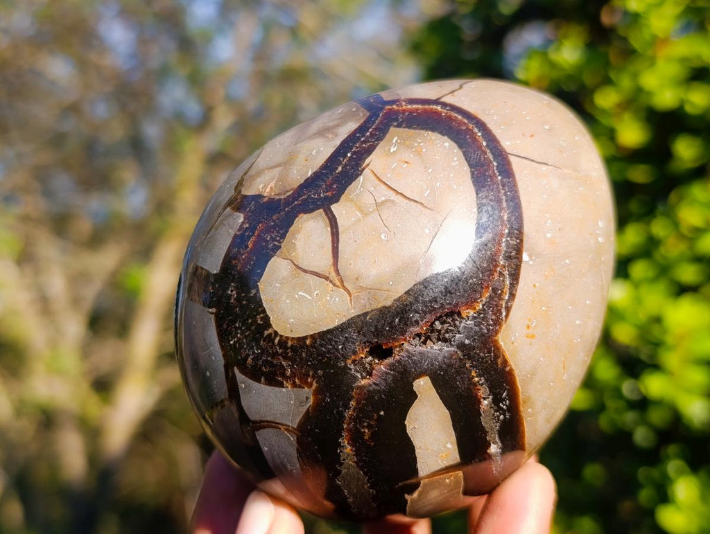 Polished Septerye Sauvage "Dragons Eggs" x 5 From Mahajanga, Madagascar - Toprock Gemstones and Minerals 