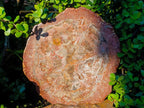 Polished XL Red Podocarpus Petrified Wood Sliced Plaque x 1 From Mahajanga, Madagascar - Toprock Gemstones and Minerals 