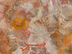 Polished XL Red Podocarpus Petrified Wood Sliced Plaque x 1 From Mahajanga, Madagascar - Toprock Gemstones and Minerals 