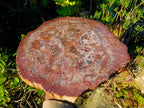 Polished XL Red Podocarpus Petrified Wood Sliced Plaque x 1 From Mahajanga, Madagascar - Toprock Gemstones and Minerals 