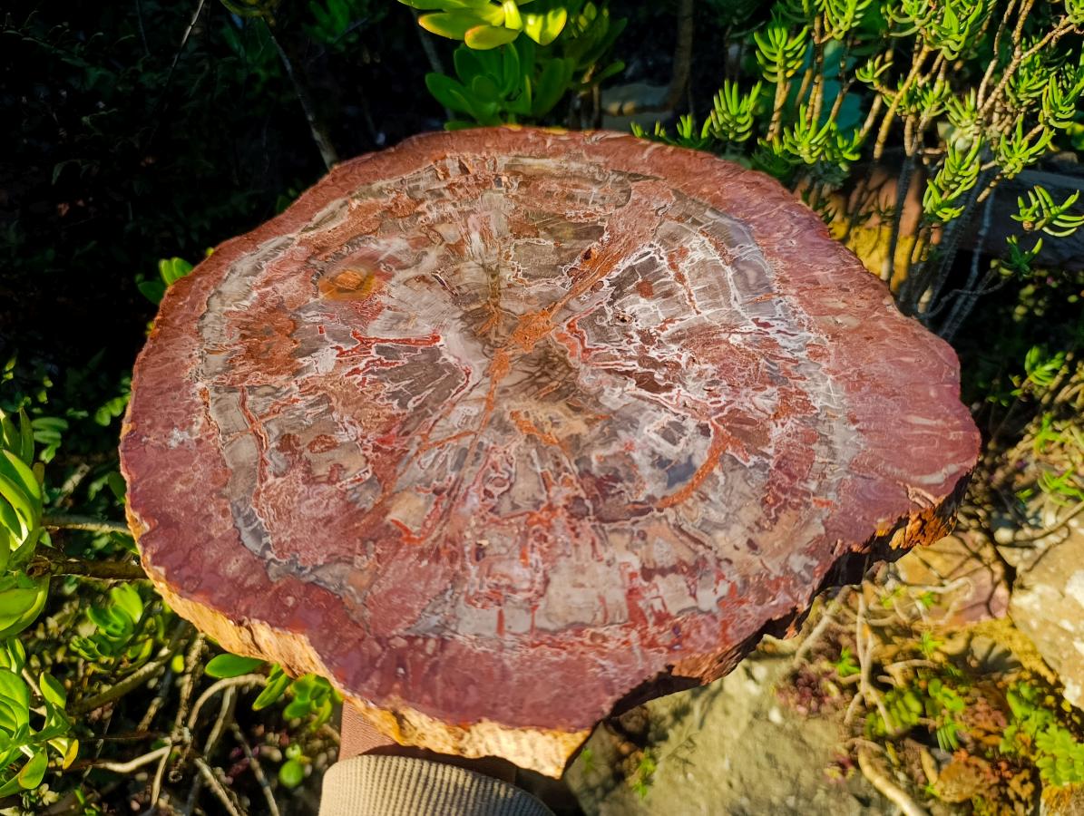 Polished XL Red Podocarpus Petrified Wood Sliced Plaque x 1 From Mahajanga, Madagascar - Toprock Gemstones and Minerals 