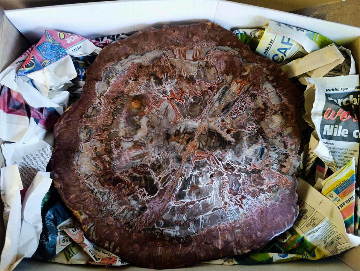 Polished XL Red Podocarpus Petrified Wood Sliced Plaque x 1 From Mahajanga, Madagascar - Toprock Gemstones and Minerals 