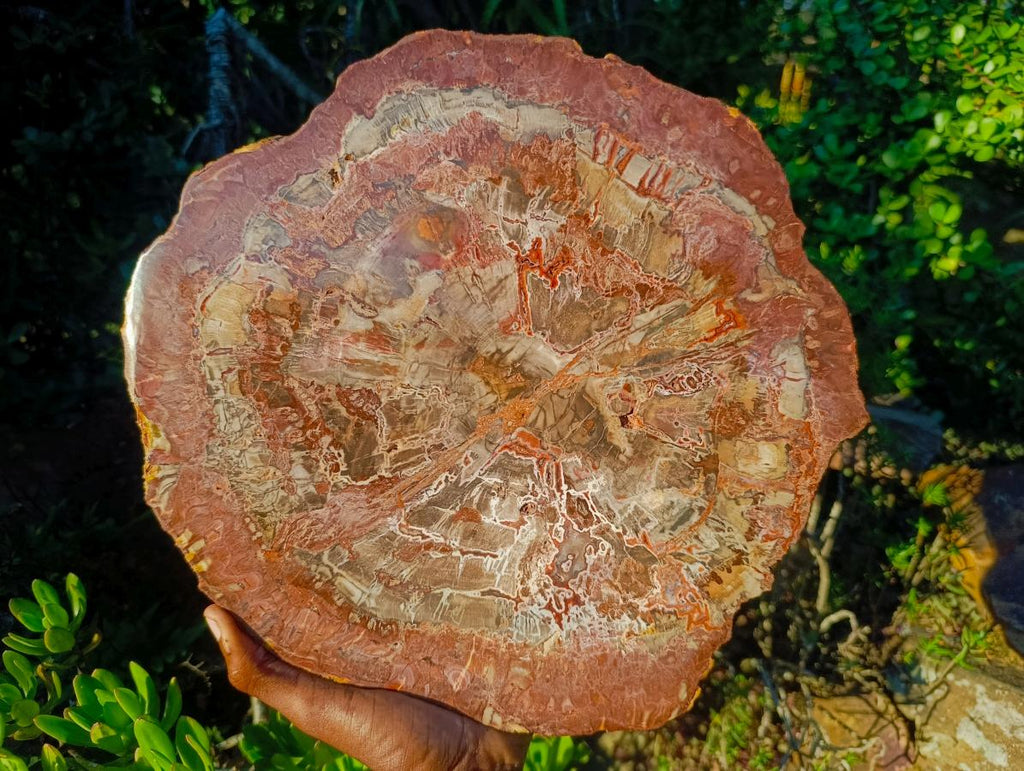 Polished XL Red Podocarpus Petrified Wood Sliced Plaque x 1 From Mahajanga, Madagascar - Toprock Gemstones and Minerals 