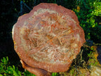 Polished XL Red Podocarpus Petrified Wood Sliced Plaque x 1 From Mahajanga, Madagascar - Toprock Gemstones and Minerals 