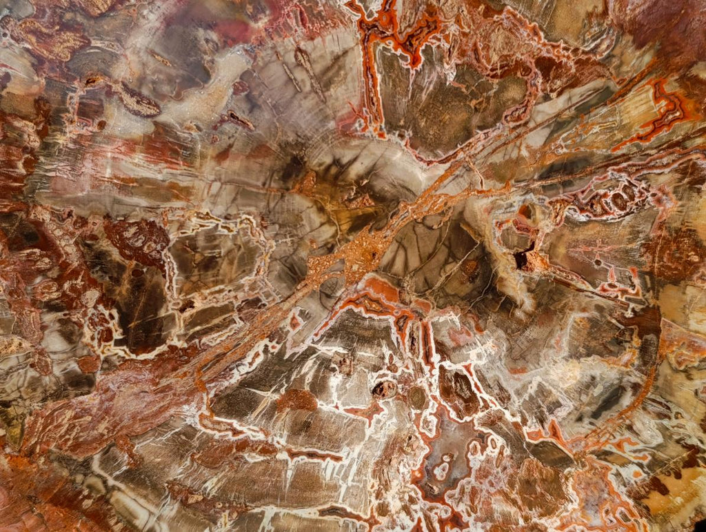 Polished XL Red Podocarpus Petrified Wood Sliced Plaque x 1 From Mahajanga, Madagascar - Toprock Gemstones and Minerals 