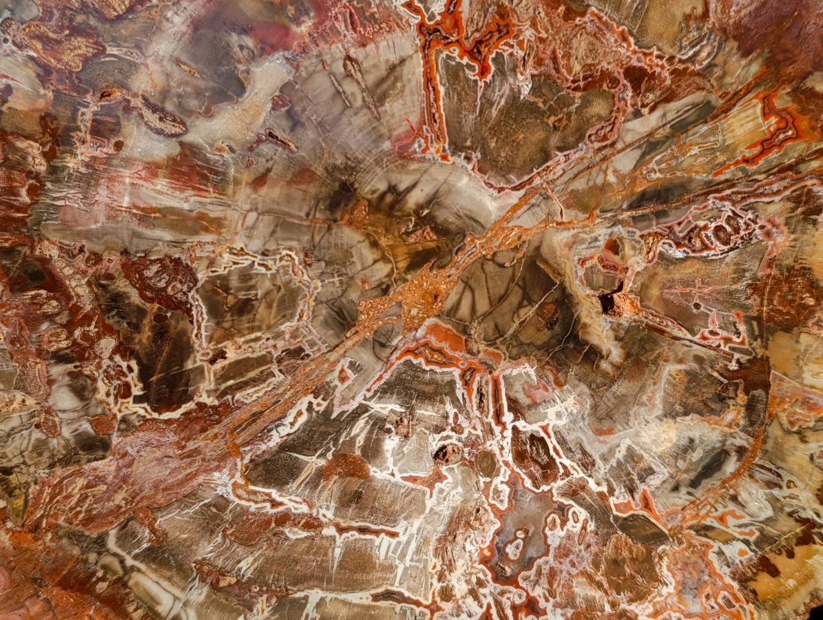 Polished XL Red Podocarpus Petrified Wood Sliced Plaque x 1 From Mahajanga, Madagascar - Toprock Gemstones and Minerals 