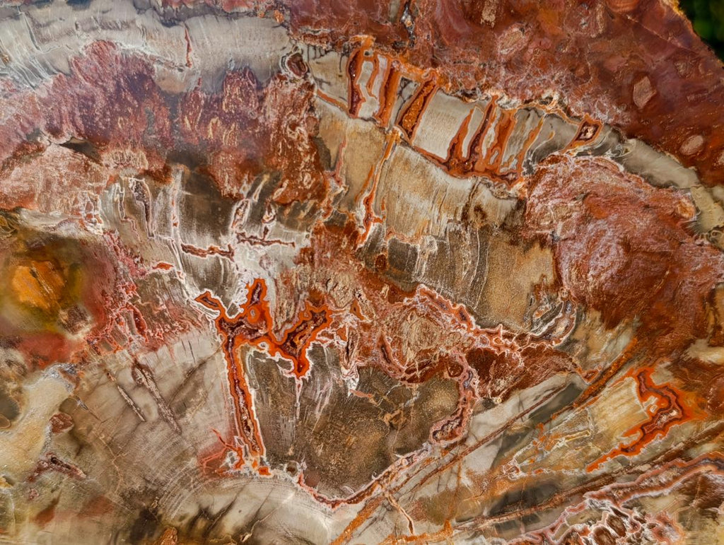 Polished XL Red Podocarpus Petrified Wood Sliced Plaque x 1 From Mahajanga, Madagascar - Toprock Gemstones and Minerals 