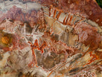 Polished XL Red Podocarpus Petrified Wood Sliced Plaque x 1 From Mahajanga, Madagascar - Toprock Gemstones and Minerals 