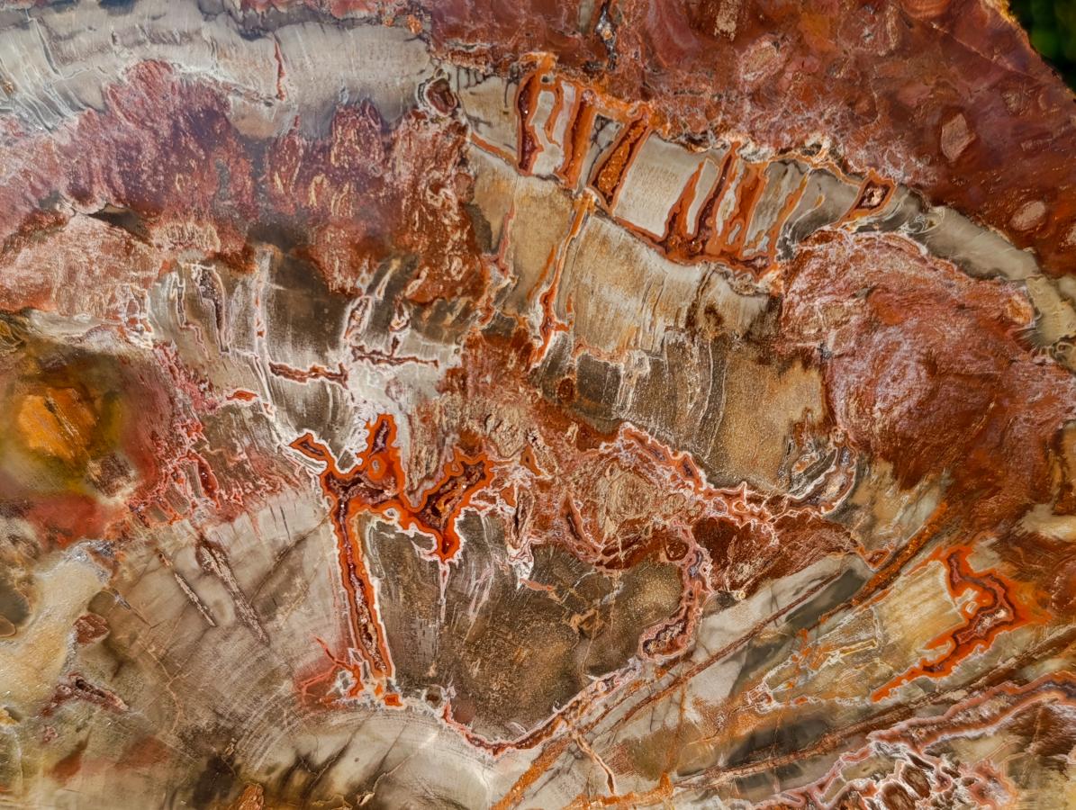 Polished XL Red Podocarpus Petrified Wood Sliced Plaque x 1 From Mahajanga, Madagascar - Toprock Gemstones and Minerals 