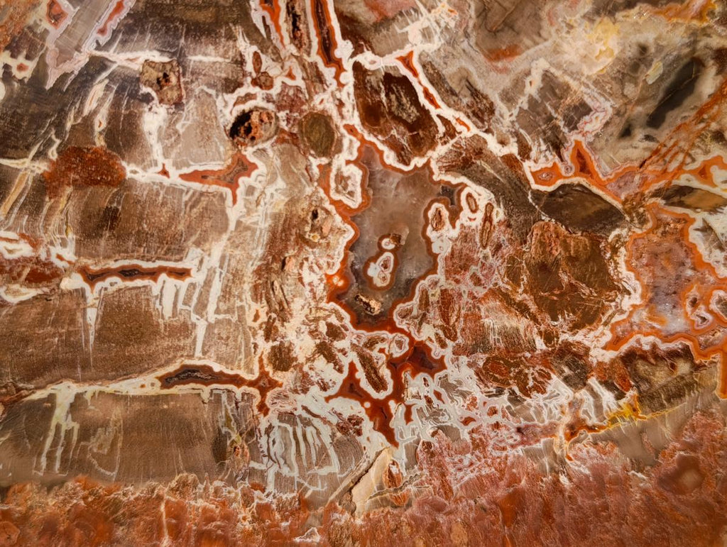 Polished XL Red Podocarpus Petrified Wood Sliced Plaque x 1 From Mahajanga, Madagascar - Toprock Gemstones and Minerals 