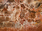 Polished XL Red Podocarpus Petrified Wood Sliced Plaque x 1 From Mahajanga, Madagascar - Toprock Gemstones and Minerals 