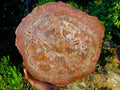 Polished XL Red Podocarpus Petrified Wood Sliced Plaque x 1 From Mahajanga, Madagascar - Toprock Gemstones and Minerals 