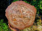 Polished XL Red Podocarpus Petrified Wood Sliced Plaque x 1 From Mahajanga, Madagascar - Toprock Gemstones and Minerals 