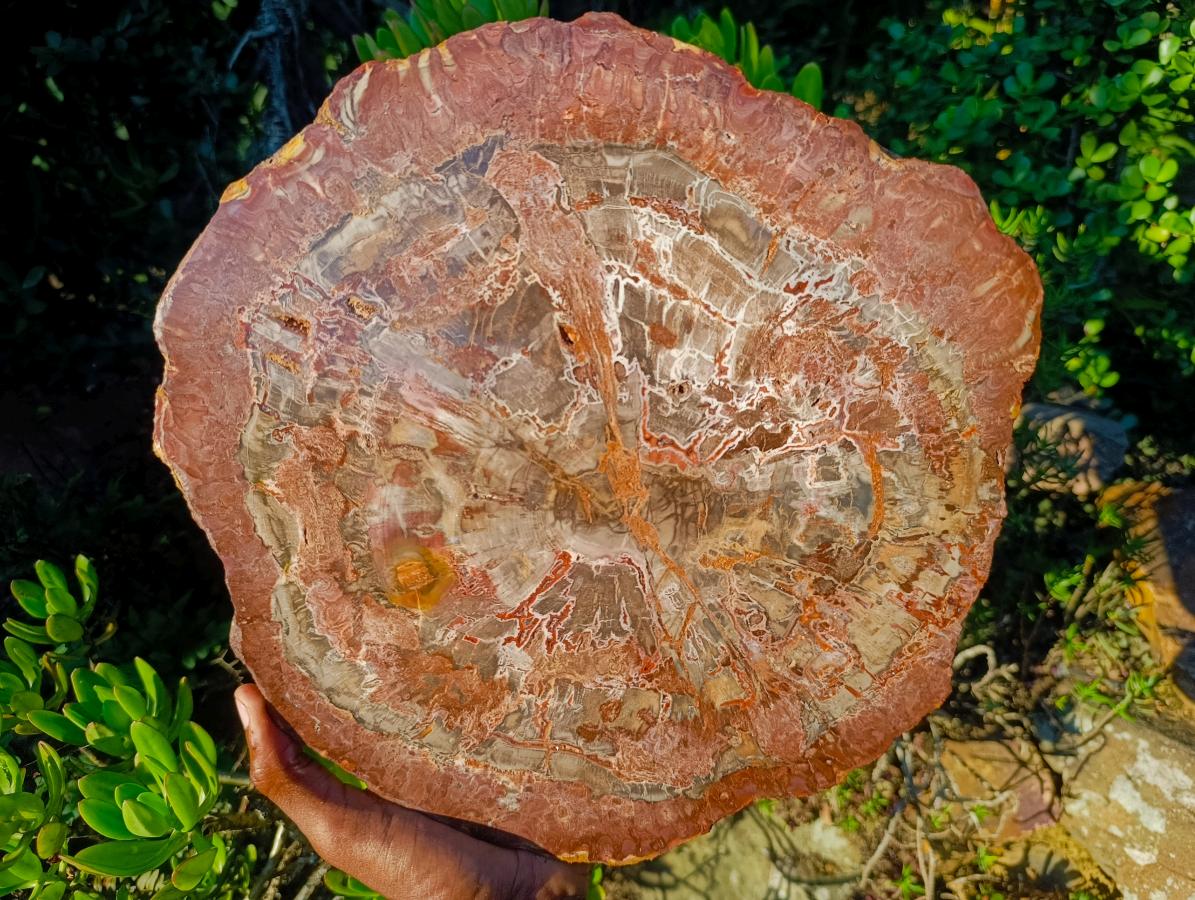 Polished XL Red Podocarpus Petrified Wood Sliced Plaque x 1 From Mahajanga, Madagascar - Toprock Gemstones and Minerals 