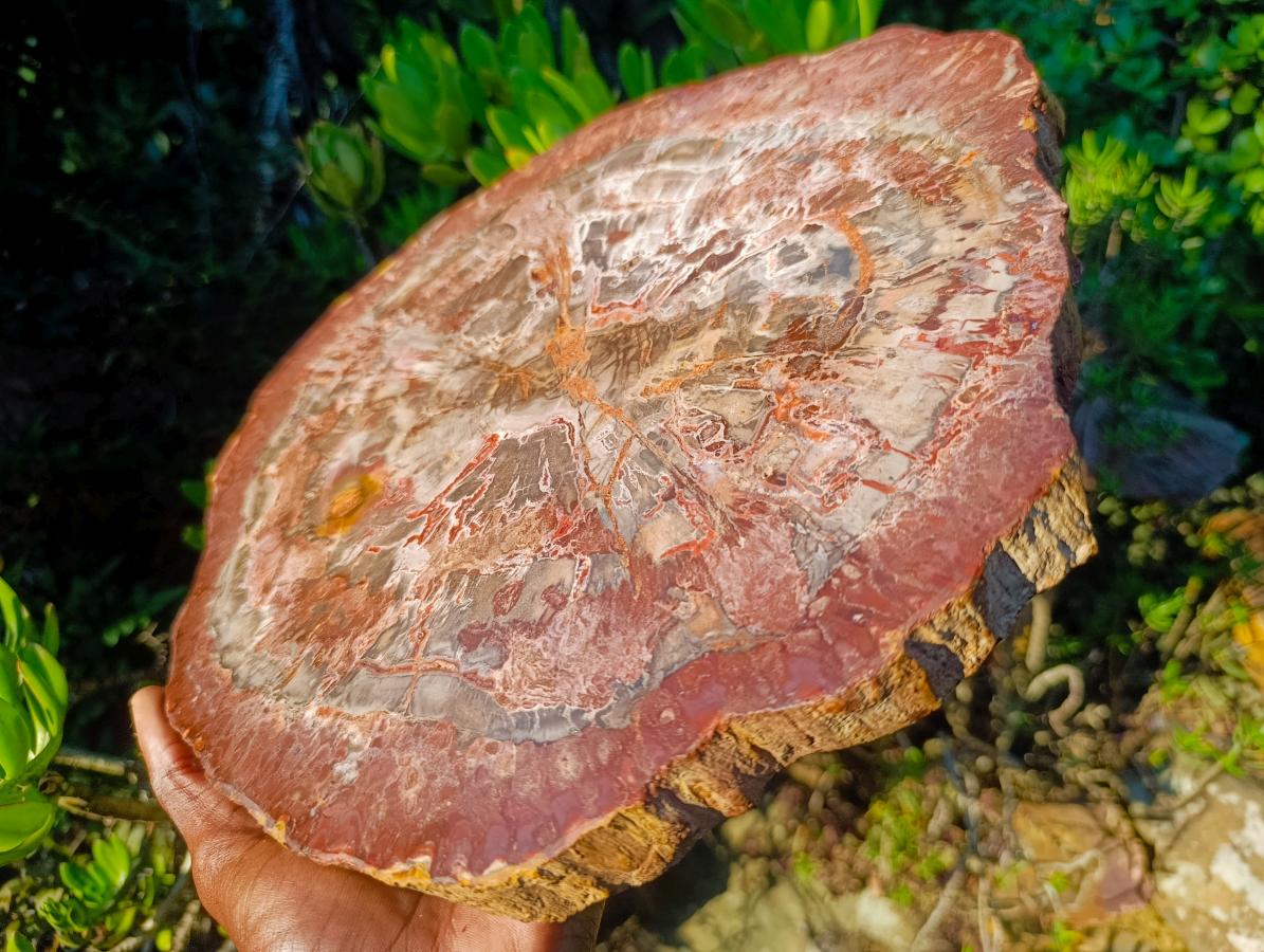 Polished XL Red Podocarpus Petrified Wood Sliced Plaque x 1 From Mahajanga, Madagascar - Toprock Gemstones and Minerals 