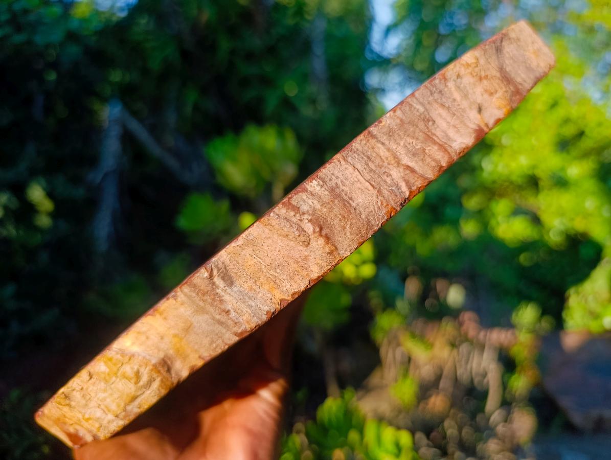 Polished XL Red Podocarpus Petrified Wood Sliced Plaque x 1 From Mahajanga, Madagascar - Toprock Gemstones and Minerals 