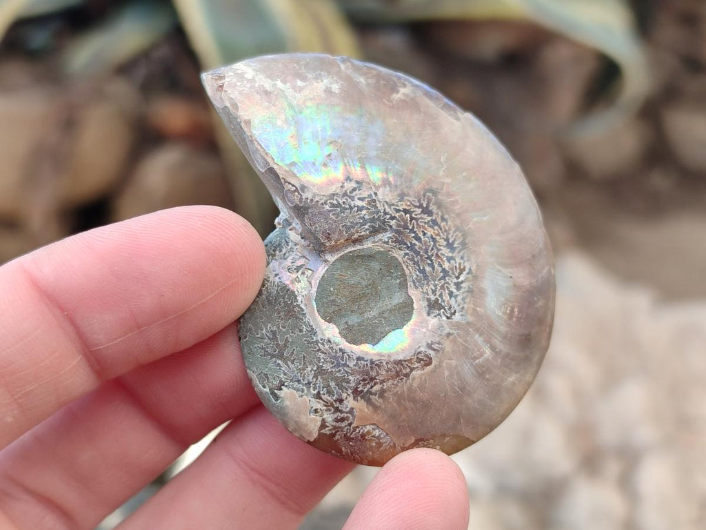 Polished Cleoniceras Ammonite Fossils Pairs x 12 From Tulear, Madagascar - Toprock Gemstones and Minerals 