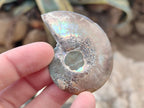 Polished Cleoniceras Ammonite Fossils Pairs x 12 From Tulear, Madagascar - Toprock Gemstones and Minerals 