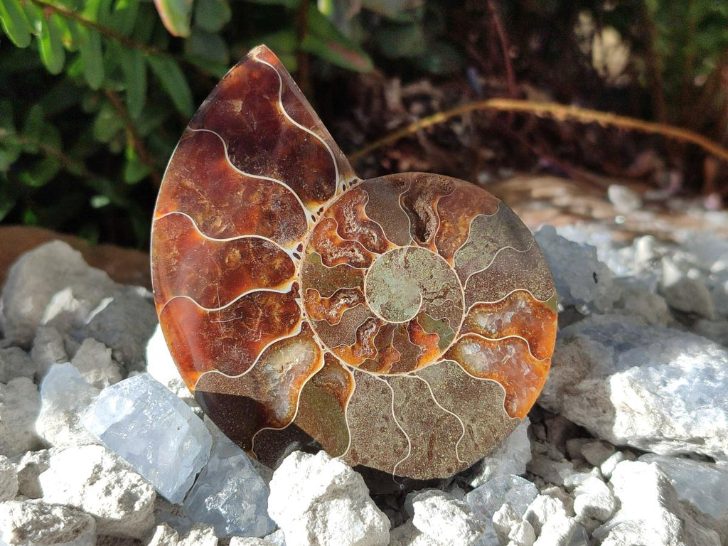 Polished Cleoniceras Ammonite Fossils Pairs x 12 From Tulear, Madagascar - Toprock Gemstones and Minerals 