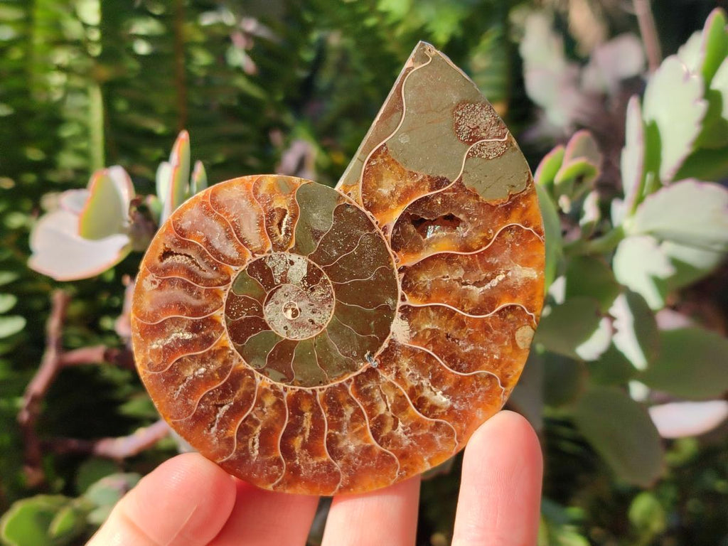 Polished Cleoniceras Ammonite Fossils Pairs x 12 From Tulear, Madagascar - Toprock Gemstones and Minerals 