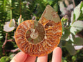 Polished Cleoniceras Ammonite Fossils Pairs x 12 From Tulear, Madagascar - Toprock Gemstones and Minerals 